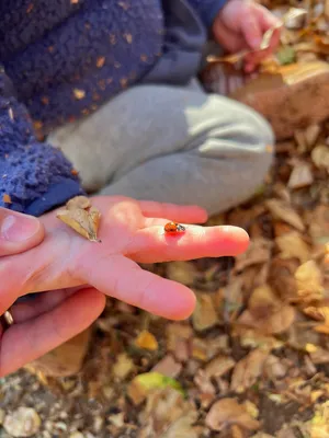 A ladybug on a toddler's finger in a dapple of light