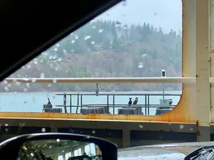 View of birds and shore on a rainy day from a car on the ferry