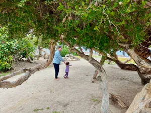 Theresa holding a pointing toddler's hand on the sand beneath some low, angled trees