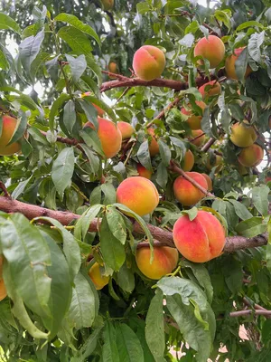Abundant ripe peaches in a tree