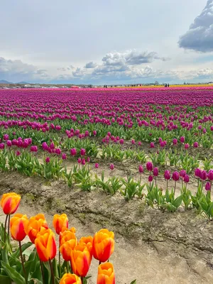 Field of purple tulips with a cluster of orange tulips in the foreground