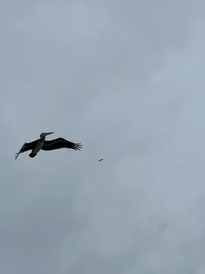A pelican rising up against wind in a gray sky