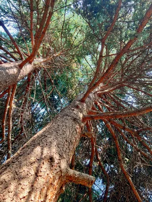 View up into the canopy of a large blue spruce