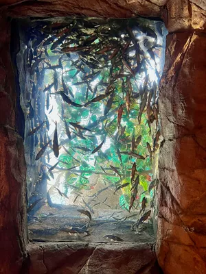 View from beneath a large, crowded fish tank walled by rock
