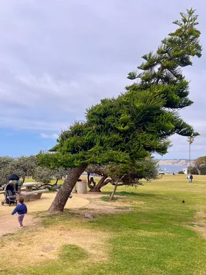 A Seussian tree at a near 45 degree angle