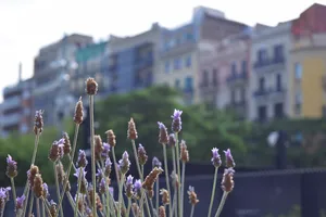 Close up of purple flowers with blurry buildings in the background