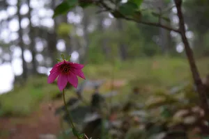 Pink flower in focus in front of a blurry forest